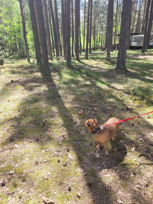 Sprzedam działkę w Borsku na Kaszubach - REZERWACJA