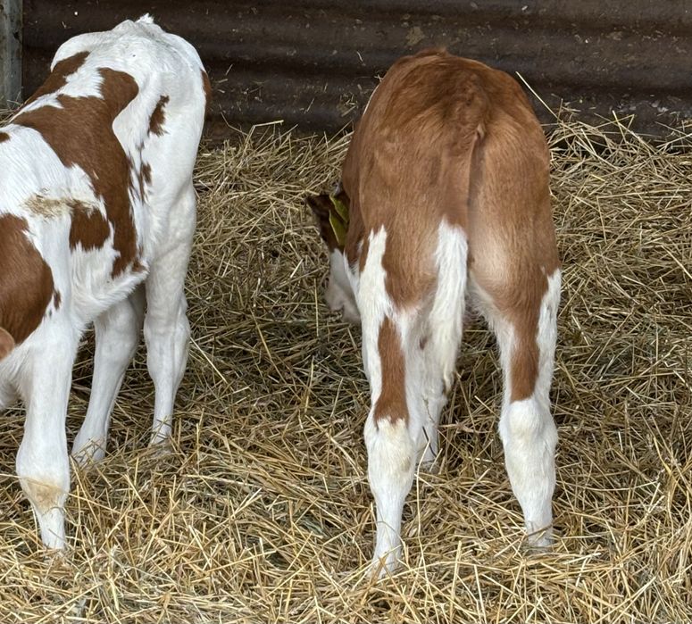 Sprzedam byki miesne