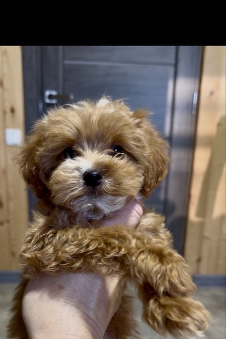 Малятка мальтіпу хлопці