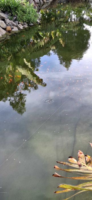 Peixes coloridos kinguius