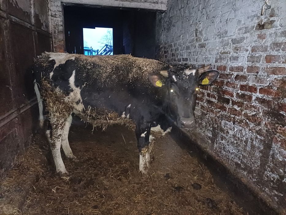 Jałowki wysokocielne, pierwiastki obora 10 500 litrów/rok