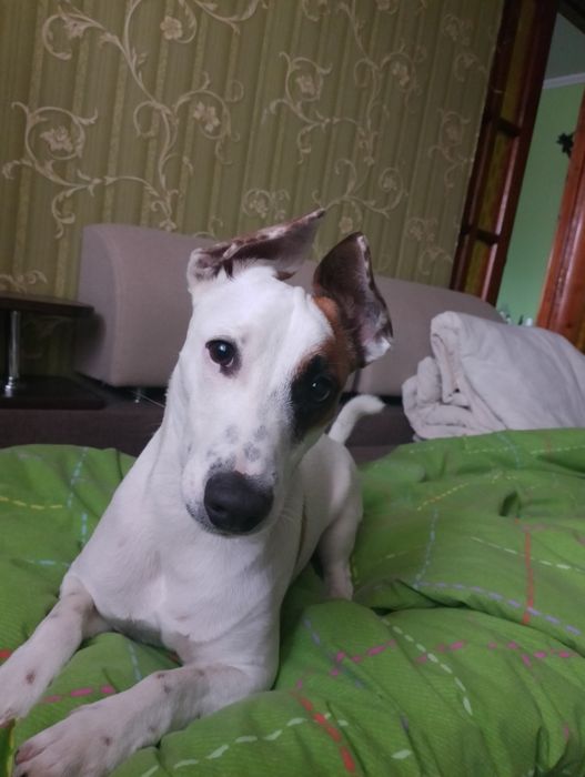 Кабелек молодой Джек Рассел