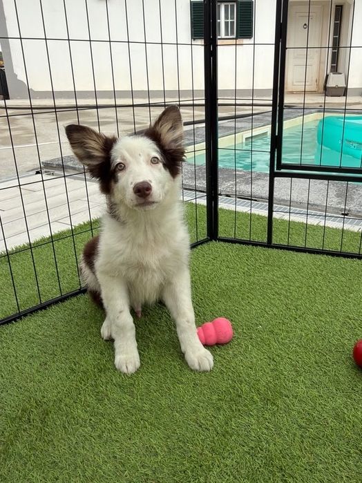 Border collie chocolate