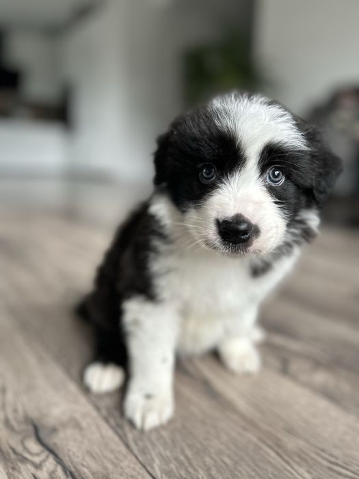 Border Collie Suczka