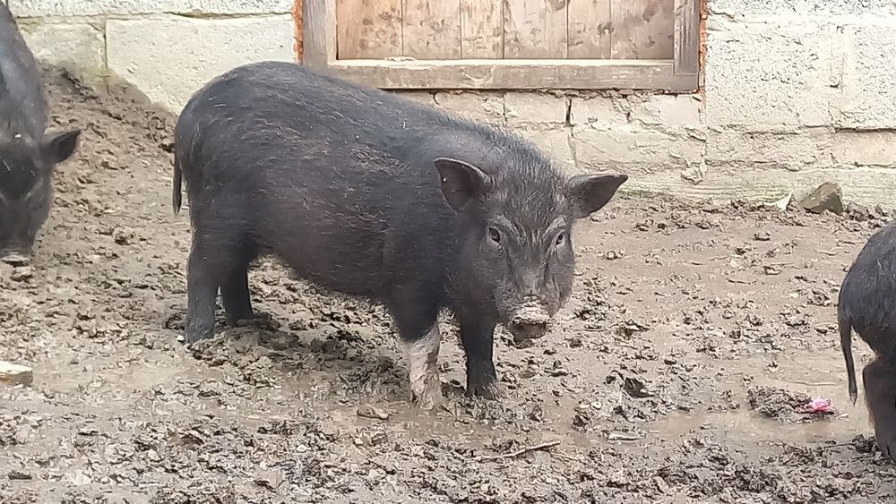 Продам свиню Кармал