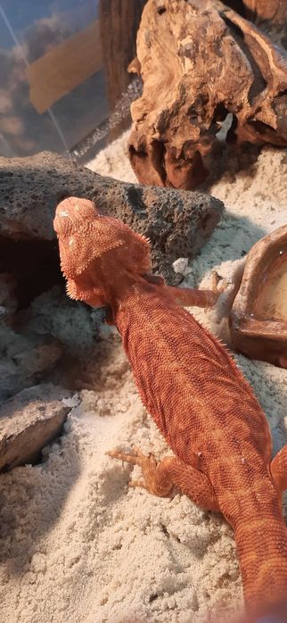 Agama brodata red hypo trans leatherback Terrarium24 Lublin