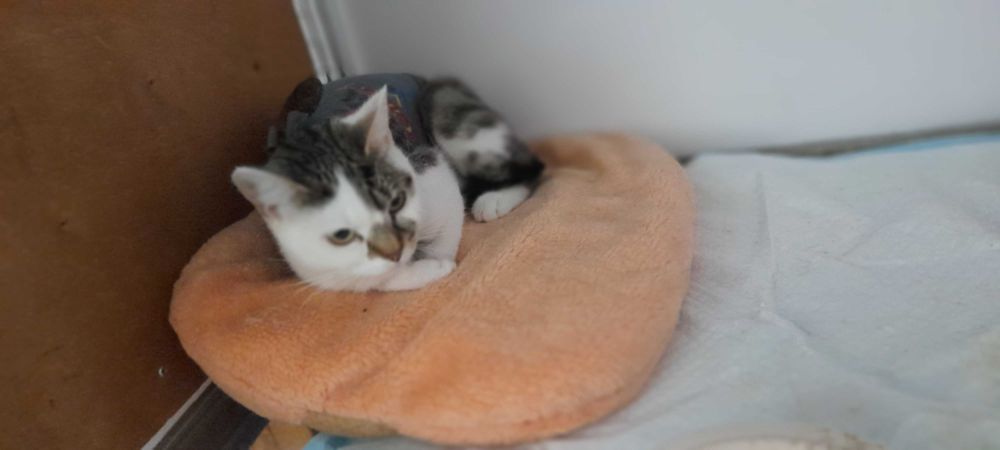 Кицюня в добрі руки