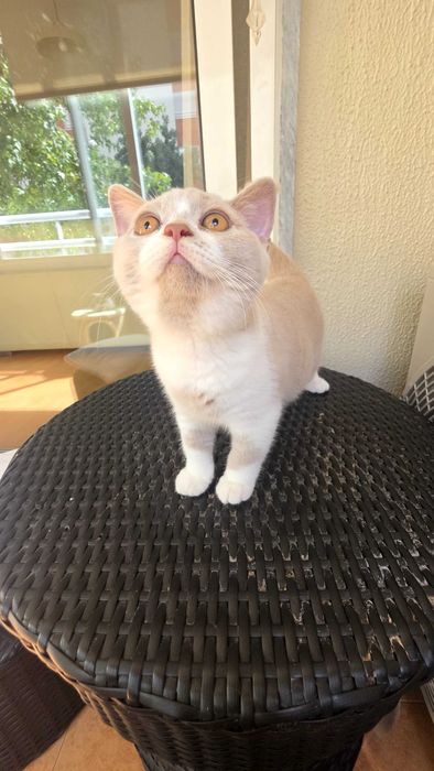 British shorthair bicolor lilás