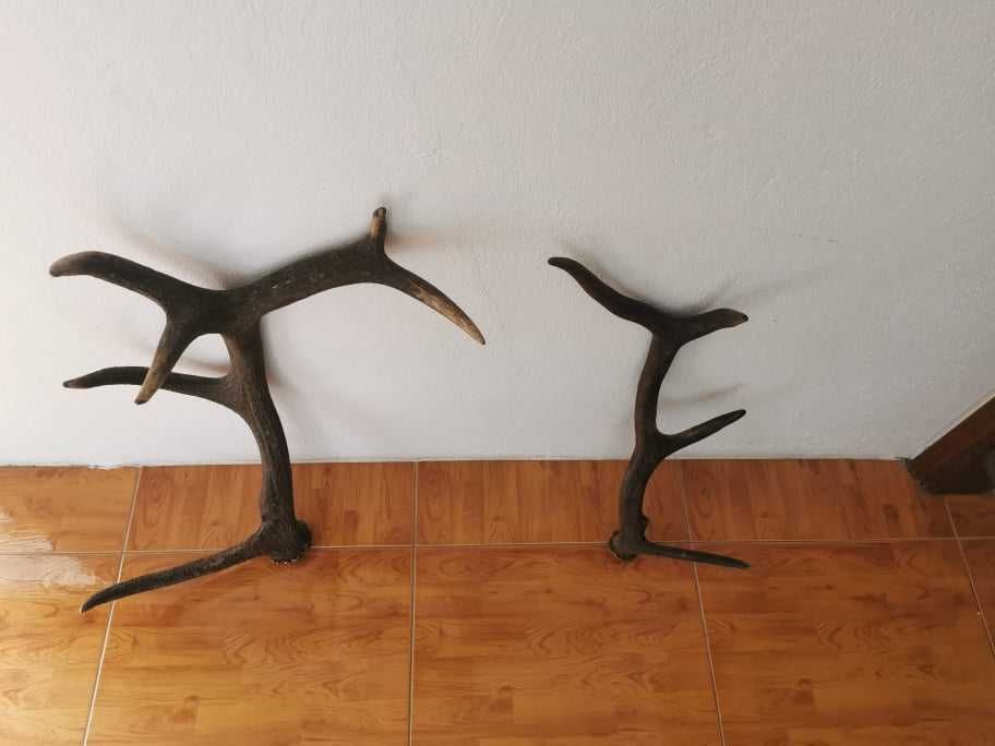 Par Cornos chifres hastes REAIS de veado corço verdadeiros decoração