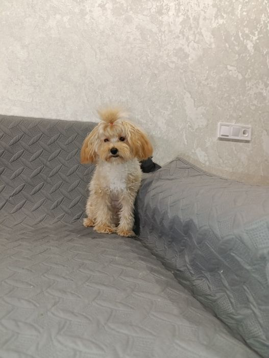 Гарний ,грайливий хлопчік мальтіпу