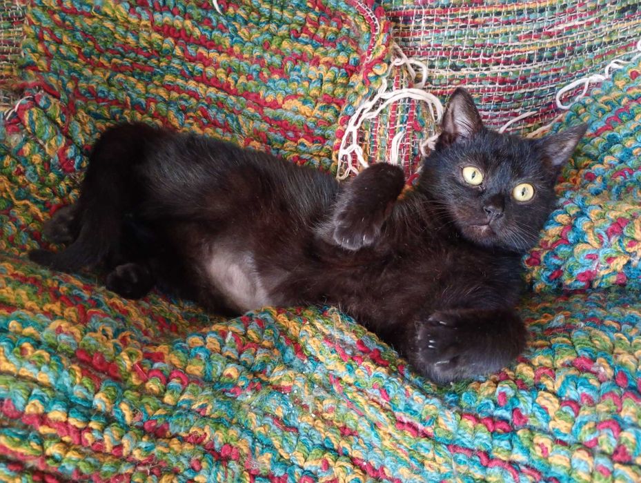 4 miesięczny kociak szuka  domu