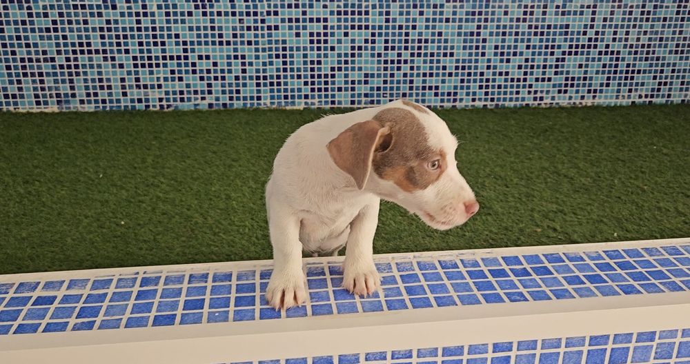 Jack Russel Terrier Macho Exotico