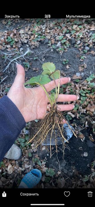 Продам саджанці полуниці: Азія,Джолі,Брілла