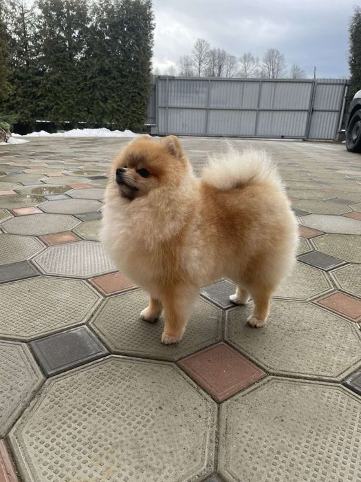 Померанський шпіц . Вʼязка