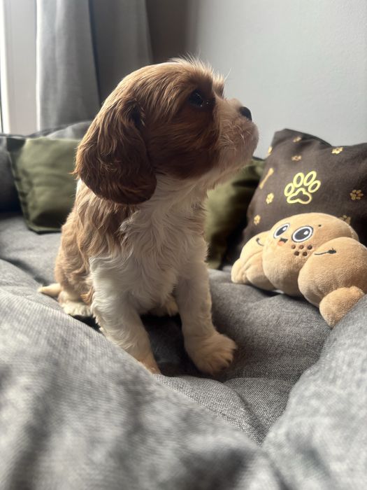 Cavalier King Charles Spaniel Aksel