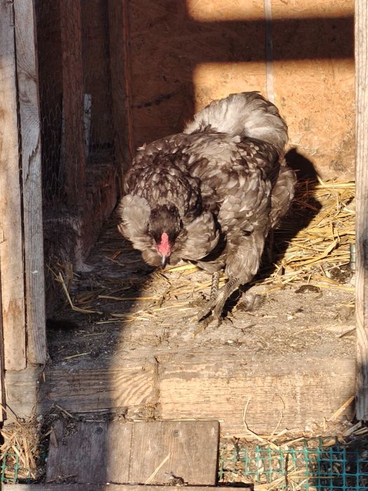 Araukany pary,koguty