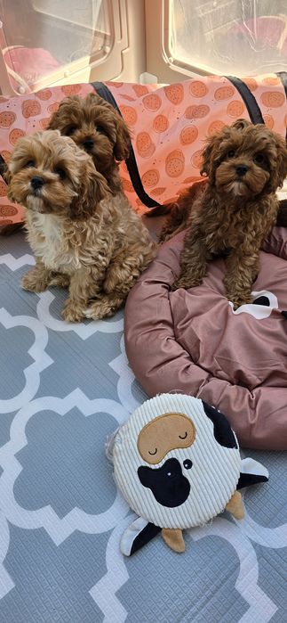 Cavapoo/ dziewczynka