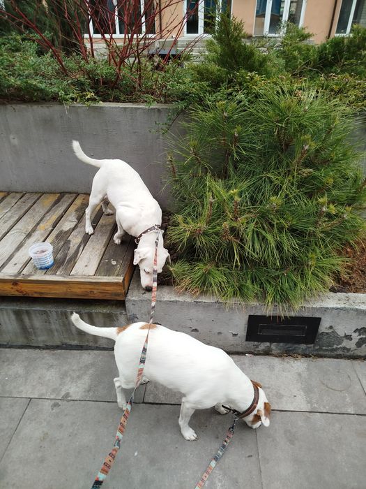 Кінолог Дресерування Київ та область