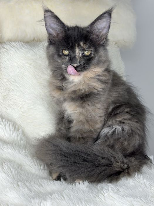 Koteczka maine coon cudowna łagodne olbrzymy