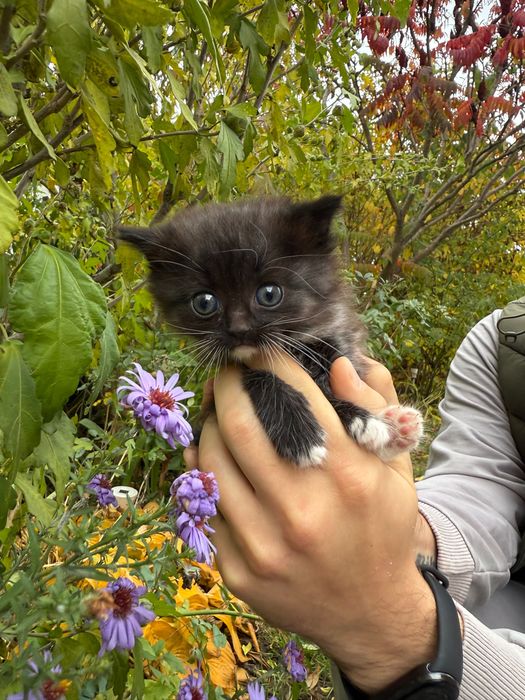 Котики в добрі руки