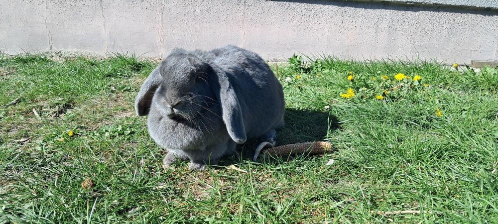 Niebieski baran francuski