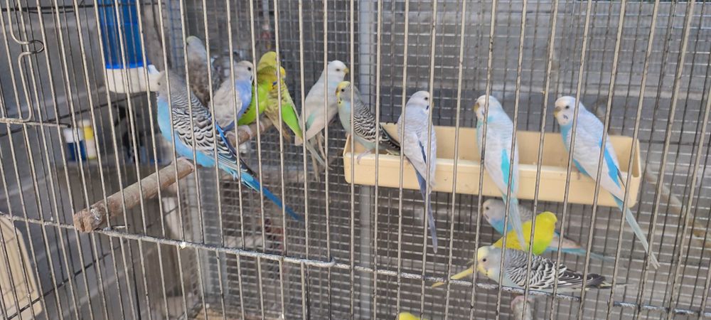 Periquitos australianos de exposição