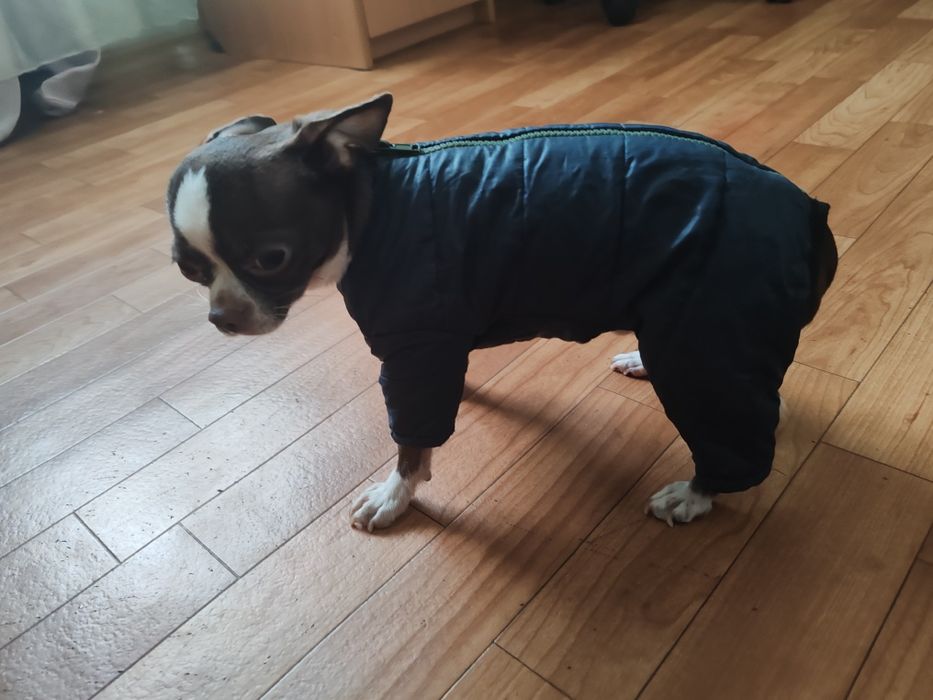 Комбінезон на синтепоні для маленького цуценя малих порід