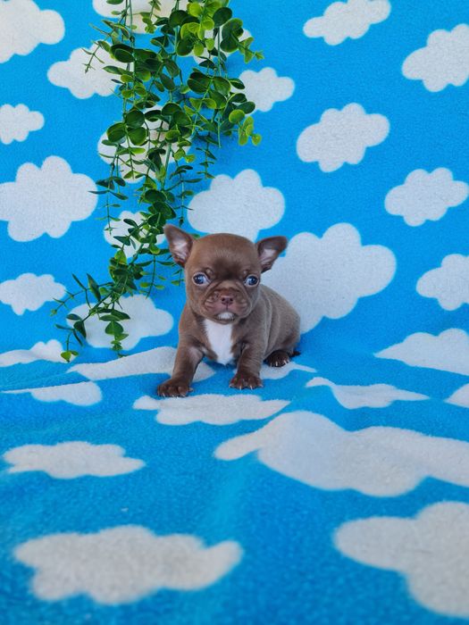 Excelente mini menino Chihuahua/Chiuaua LinhagemRussa de Qualidade