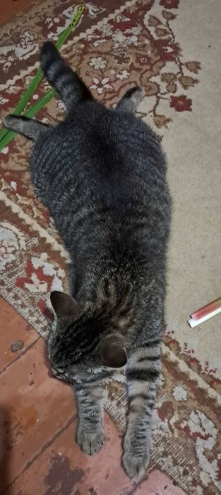 Подарую кошеня 10 міс.Дівчинка.