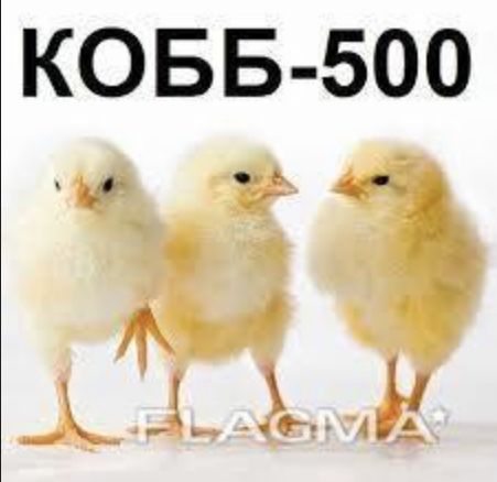 Кобб 500 инкубационные яйца