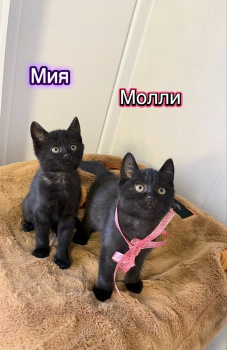Котята в ответственные руки