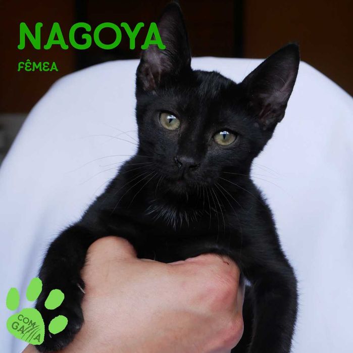 Nagoya para adoção responsável