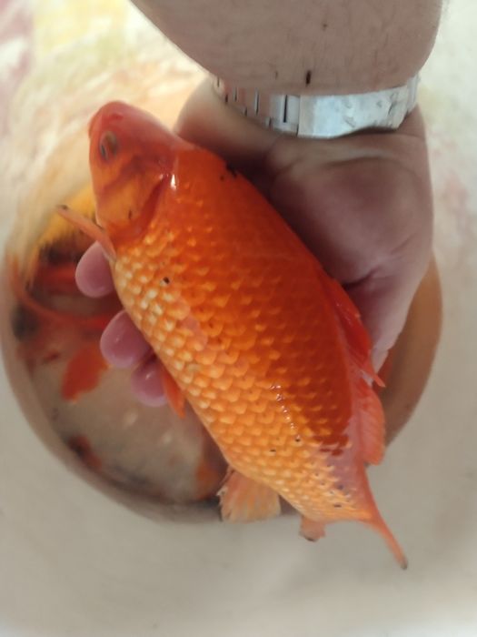 Karaś ozdobny lin złoty amur orfa koi karp