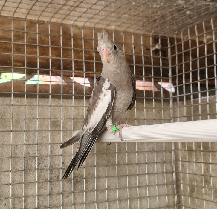 Caturras e Agapornis