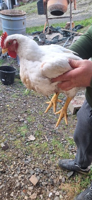 Kura tusza 20zł za kg