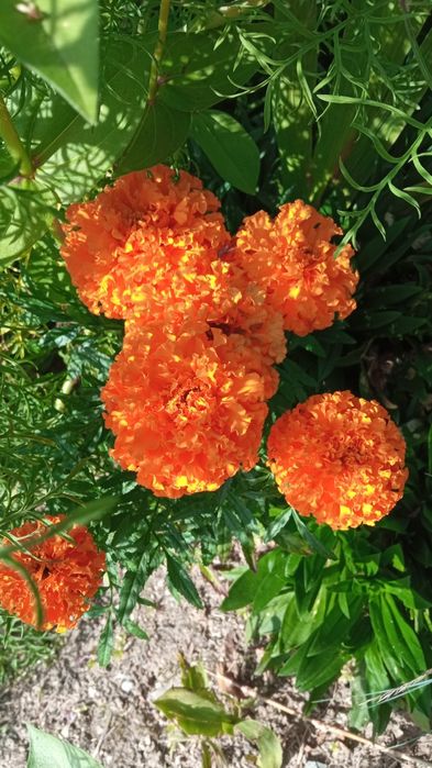 Zestaw nasion kwiatów.