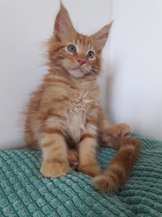Котик Мейнкун...