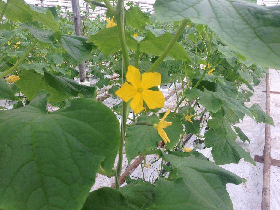 Продам Тепличний Комбінат в Івано-Франківській області