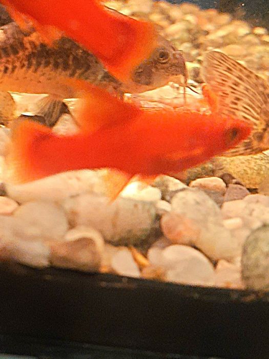 Mieczyk delta pomarańczowy