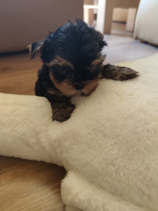 York shire terrier pieski