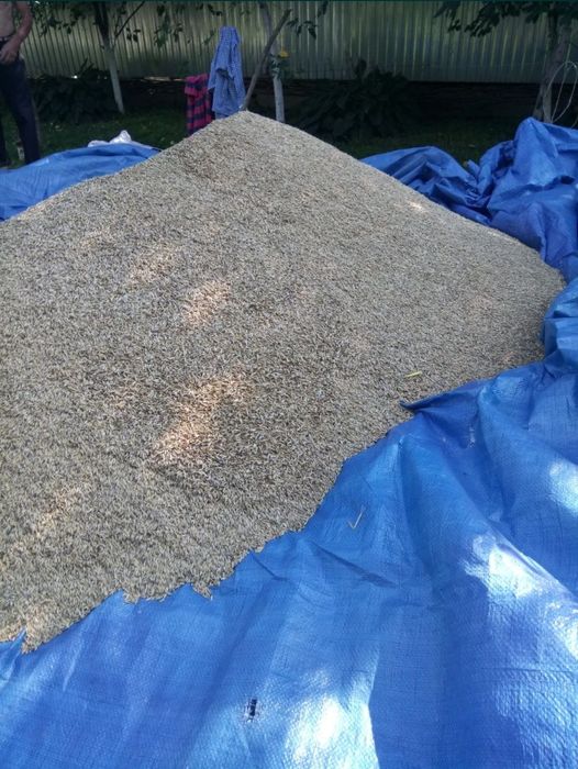 Продам зерно (ОВЕС)