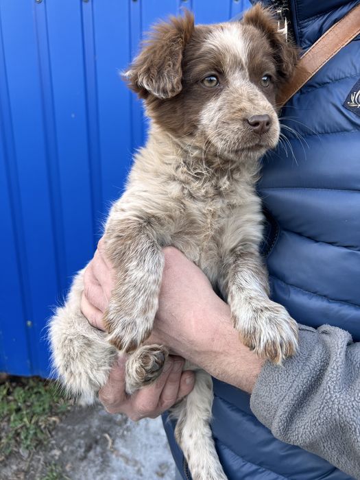 Собачка безкоштовно