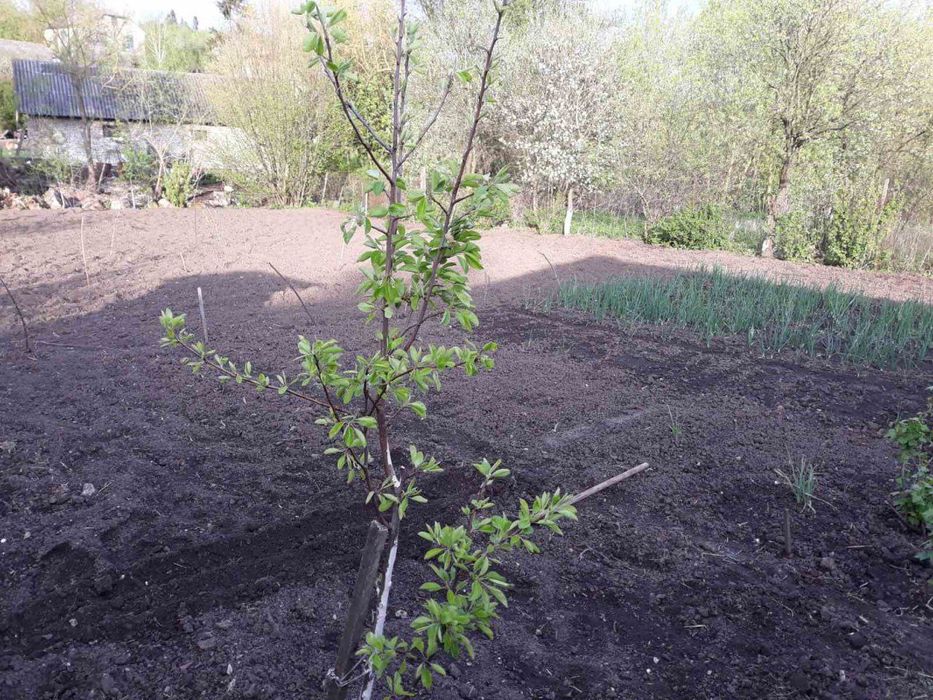 Продам затишний будинок