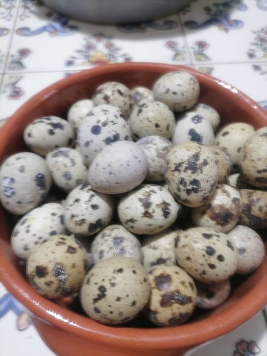 Ovos de codorniz