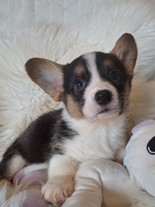 **DIVA**sunia Welsh Corgi Cardigan tricolor gotowa do odbioru