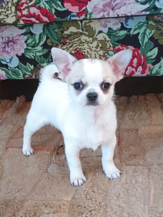 Chihuahua chłopczyk  że znaczeniami lilak