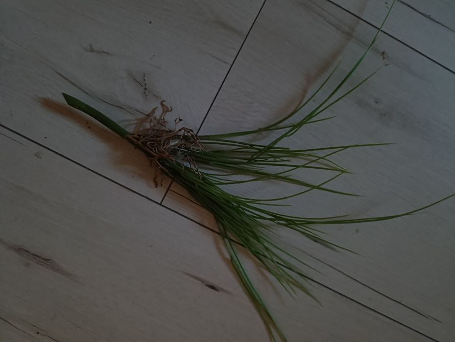 Fejka roślinka roślina do akwarium terrarium