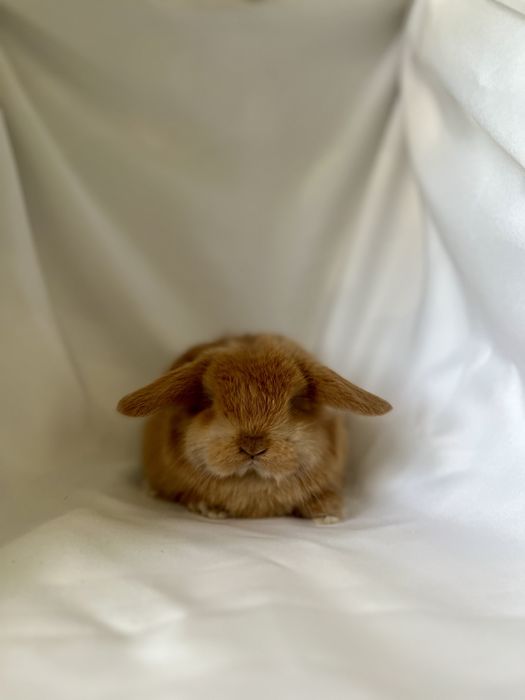 Рижуля.Карликові кролики,баранчики,висловухі