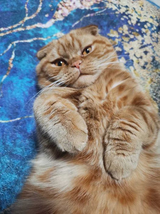 Вязка шотландский вислоухий