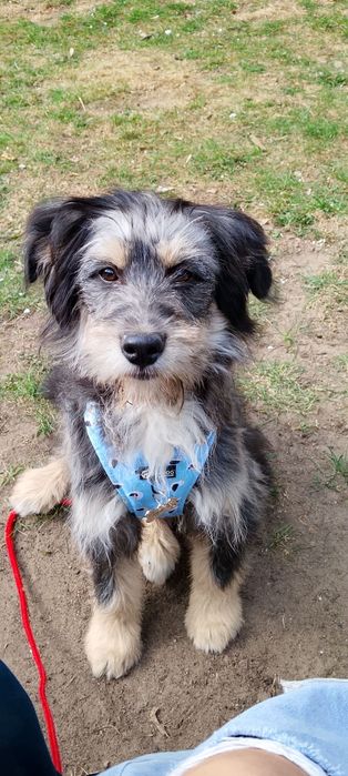 Mila 5 miesieczna  sunia  szuka domku